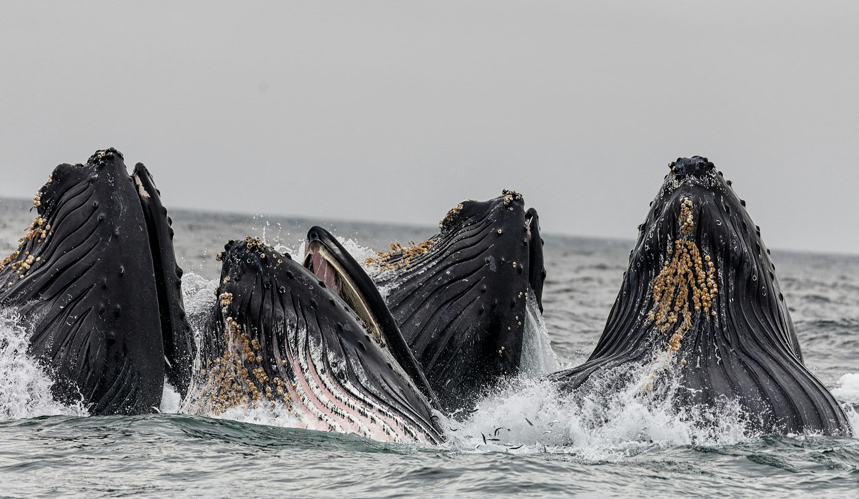 several humpback whales lunge feeding at the ocean surface