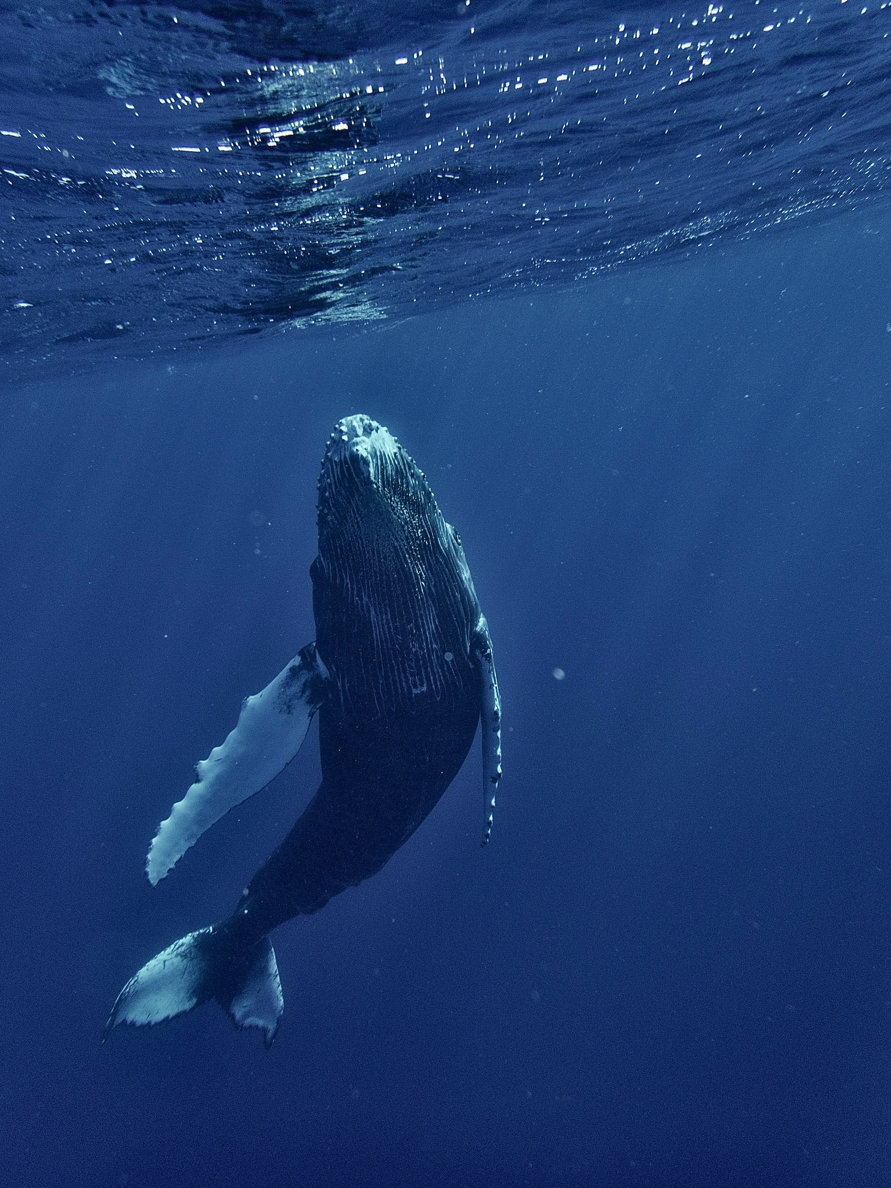 humpback whale swimming upward through deep blue water toward the surface