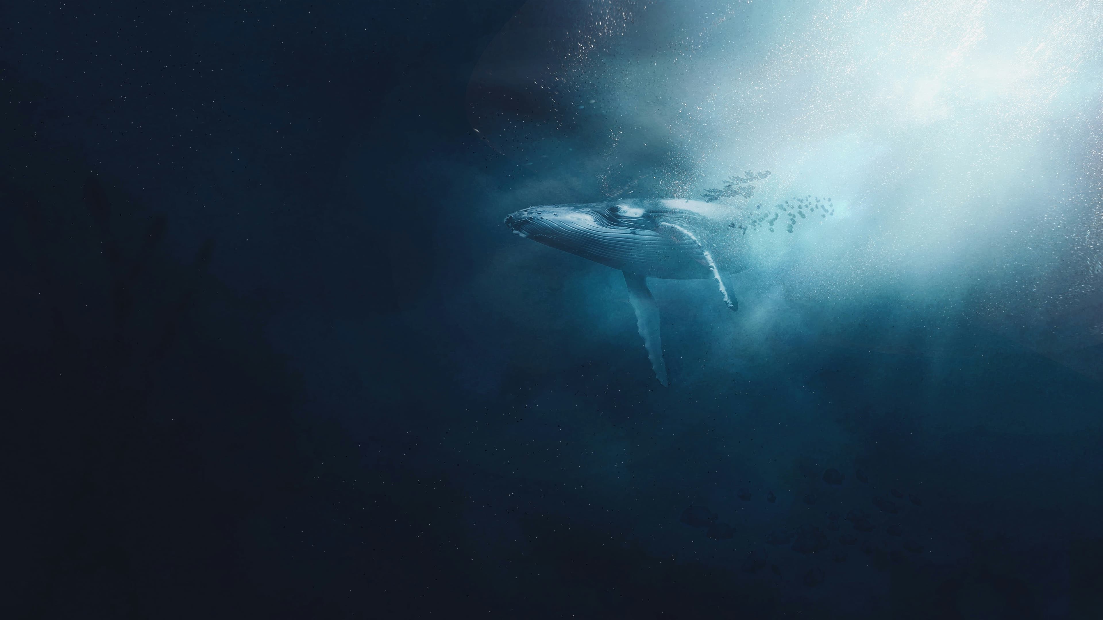 limited edition blue whale t-shirts coming out soon
