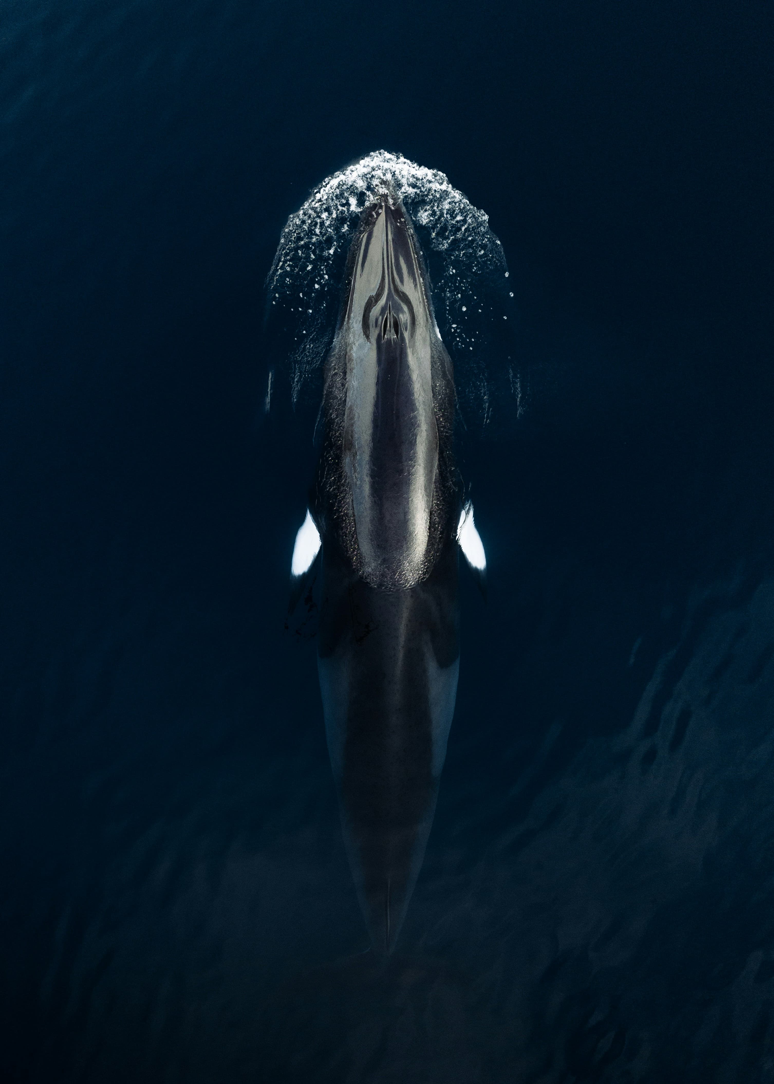 aerial view of a minke whale swimming in deep blue ocean water